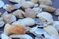 Collection of different type and colors of dead Seashells close view, selective focus. Royalty Free Stock Photo