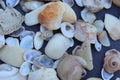 Collection of different type and colors of dead Seashells close view, selective focus. Royalty Free Stock Photo