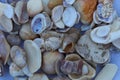 Collection of different type and colors of dead Seashells close view, selective focus. Royalty Free Stock Photo