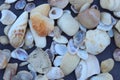 Collection of different type and colors of dead Seashells close view, selective focus. Royalty Free Stock Photo