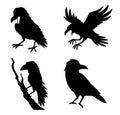 collection of different types birds isolated Vector Silhouettes Royalty Free Stock Photo