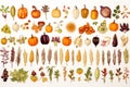 a collection of different types of pumpkins and squash Royalty Free Stock Photo