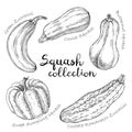 Collection of different vector squashes. Royalty Free Stock Photo