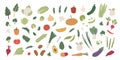 Collection of different vegetables. Bundle of organic natural crops, salads, greens and herbs. Vector illustration in
