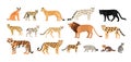 Collection of different wild and domestic cats. Exotic animals