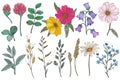 Collection of different wild herbs and flower
