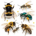 Collection of diverse bees and wasps on a white background Royalty Free Stock Photo