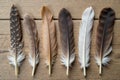 Collection of diverse feathers arranged artfully on a weathered wooden surface, natural textures, earthy tones, organic display A Royalty Free Stock Photo