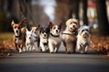 A collection of dogs of various breeds and sizes walking together down a city street, Professional Dog Walkers, Dog Walking