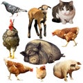 Collection of domestic animals