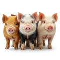 Collection of Domestic Pigs Standing in Side View, Isolated on White Background Royalty Free Stock Photo