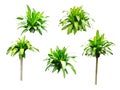 collection of Dracaena Fragrans isolated on white background Royalty Free Stock Photo