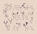 Collection of drawings of deer in various poses - grazing, fighting, standing, walking. Set of forest animal in