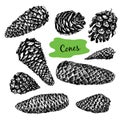 Collection of drawn fir cones