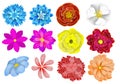 Collection of drawn flowers of different colors.