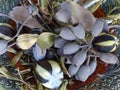 A collection of dried Australian plants and seeds