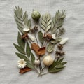 Collection of dried botanical elements is arranged artistically on a Royalty Free Stock Photo