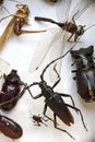 Collection of dried insects presented in a box Royalty Free Stock Photo