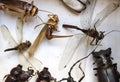 Collection of dried insects presented in a box Royalty Free Stock Photo