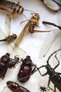 Collection of dried insects presented in a box Royalty Free Stock Photo