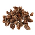 A Collection of Dried Pine Cones Royalty Free Stock Photo