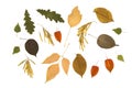 Collection of dried plants for design. Set autumn leaves and seeds isolated on white, topview, flatlay Royalty Free Stock Photo