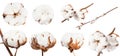 Collection of dried ripe boll of cotton plant Royalty Free Stock Photo