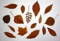 Collection of dry autumn leaves of various shapes and colors on white background. Royalty Free Stock Photo