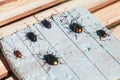 Collection of dry beetles on white foam
