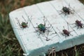 Collection of dry beetles on white foam