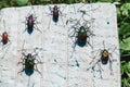 Collection of dry beetles on white foam