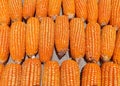 dry corn cobs Royalty Free Stock Photo