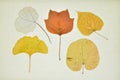 Collection of dry leaves in autumn Royalty Free Stock Photo