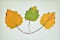 Collection of dry leaves in autumn Royalty Free Stock Photo