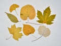 Collection of dry leaves in autumn Royalty Free Stock Photo