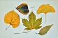 Collection of dry leaves in autumn Royalty Free Stock Photo