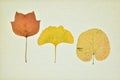 Collection of dry leaves in autumn Royalty Free Stock Photo