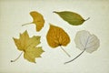 Collection of dry leaves in autumn Royalty Free Stock Photo