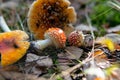 Collection and drying of amanita muscaria fruit bodies in forests. Psychedelic experience using mushrooms