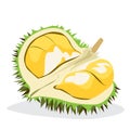 Collection of durian fruit vector illustration For use in design