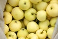 The collection of the earliest maturing apples, the Yellow Trans