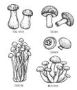 Collection of edible mushrooms with lettering