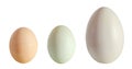 Collection of eggs, large white goose egg, light green duck egg, light brown chicken egg, isolated on white background, close up
