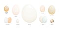 Collection of eggs of various farm birds covered with eggshell isolated on white background - ostrich, chicken, goose