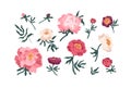 Collection of elegant blooming japanese peonies vector flat illustration. Set of romantic peony buds, stems and leaves