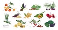 Collection of elegant botanical drawings of superfoods isolated on white background. Fruits, berries, seeds, root crops