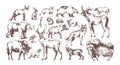 Collection of elegant drawings of European forest animals isolated on white background. Bundle of herbivorous and