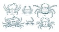 Collection of elegant drawings of various types of crabs. Bundle of beautiful marine animals or crustaceans hand drawn Royalty Free Stock Photo