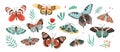 Collection of elegant exotic butterflies and moths isolated on white background. Set of tropical flying insects with Royalty Free Stock Photo