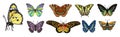 Set of elegant exotic butterflies vector isolated. Royalty Free Stock Photo